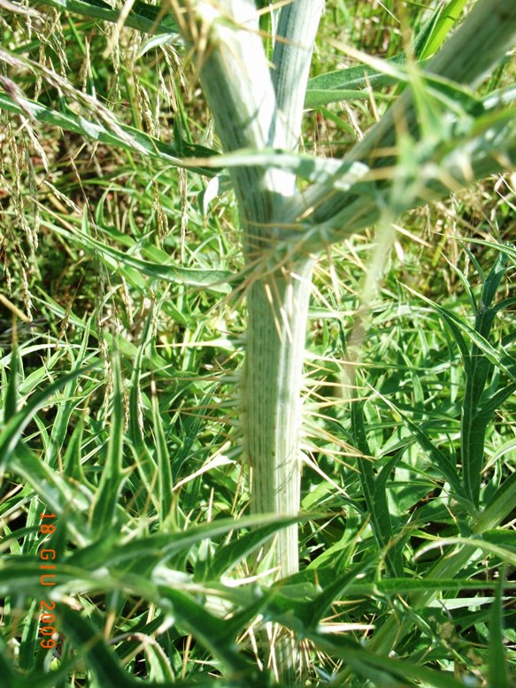 Cynara cardunculus s.l.